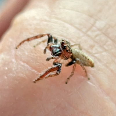 Opisthoncus sp. (genus) (Opisthoncus jumping spider) at Holder, ACT - 25 Aug 2024 by HelenCross