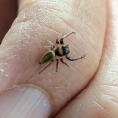 Opisthoncus sp. (genus) at Holder, ACT - 25 Aug 2024