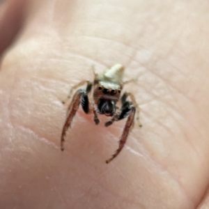 Opisthoncus sp. (genus) at Holder, ACT - 25 Aug 2024