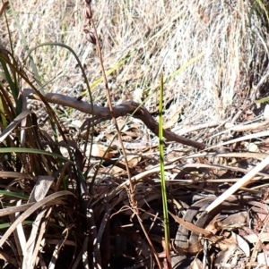 Calochilus montanus at Aranda, ACT - 12 Aug 2024