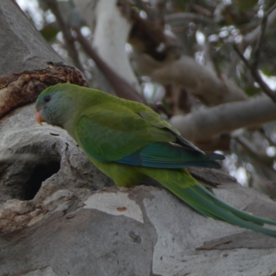 Polytelis swainsonii (Superb Parrot) at Denman Prospect, ACT - 25 Aug 2024 by SteveBorkowskis