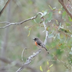 Petroica boodang (Scarlet Robin) at Tharwa, ACT - 25 Aug 2024 by KaleenBruce