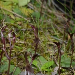 Cyrtostylis reniformis (Common Gnat Orchid) at Acton, ACT - 25 Aug 2024 by BB23