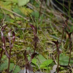 Cyrtostylis reniformis at suppressed - 25 Aug 2024