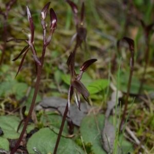 Cyrtostylis reniformis at suppressed - 25 Aug 2024