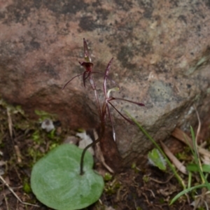 Cyrtostylis reniformis at suppressed - 25 Aug 2024