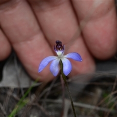 Cyanicula caerulea (Blue Fingers, Blue Fairies) at Bruce, ACT - 17 Sep 2024 by BB23