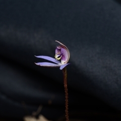 Cyanicula caerulea at Bruce, ACT - suppressed