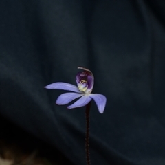 Cyanicula caerulea at Bruce, ACT - 17 Sep 2024