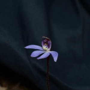 Cyanicula caerulea at Bruce, ACT - 17 Sep 2024