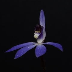 Cyanicula caerulea at Bruce, ACT - 17 Sep 2024