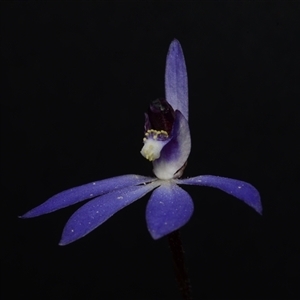 Cyanicula caerulea at Bruce, ACT - 17 Sep 2024