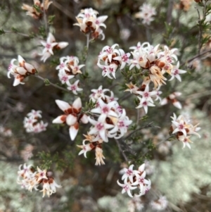 Cryptandra speciosa subsp. speciosa at Strathnairn, ACT - 25 Aug 2024