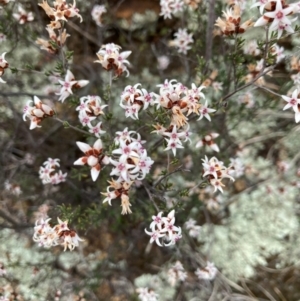 Cryptandra speciosa subsp. speciosa at Strathnairn, ACT - 25 Aug 2024 10:43 AM