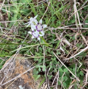 Wurmbea dioica subsp. dioica at Strathnairn, ACT - 25 Aug 2024 10:29 AM