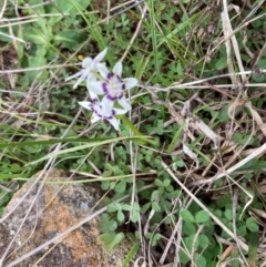 Wurmbea dioica subsp. dioica at Strathnairn, ACT - 25 Aug 2024 10:29 AM