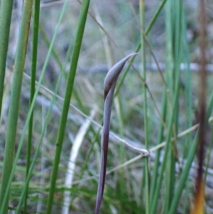 Lyperanthus suaveolens at Aranda, ACT - 20 Aug 2024