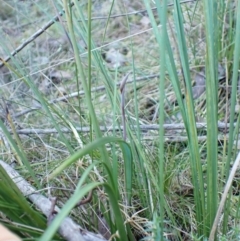 Lyperanthus suaveolens at Aranda, ACT - 20 Aug 2024