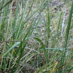 Lyperanthus suaveolens at Aranda, ACT - 20 Aug 2024