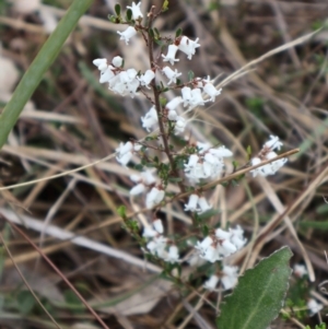 Cryptandra amara at Ainslie, ACT - 25 Aug 2024