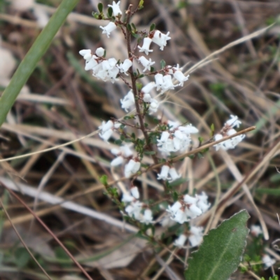 Cryptandra amara (Bitter Cryptandra) at Ainslie, ACT - 25 Aug 2024 by Clarel