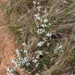 Cryptandra amara at Ainslie, ACT - 25 Aug 2024