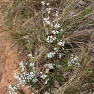 Cryptandra amara at Ainslie, ACT - 25 Aug 2024