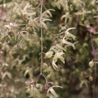 Clematis leptophylla (Small-leaf Clematis, Old Man's Beard) at Ainslie, ACT - 25 Aug 2024 by Clarel