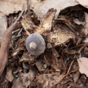 Geastrum tenuipes at Ainslie, ACT - 25 Aug 2024