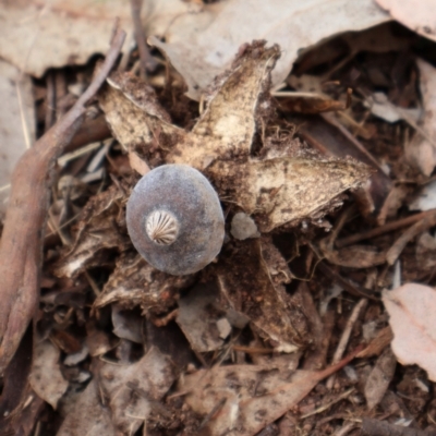 Geastrum tenuipes (An earthstar) at Ainslie, ACT - 25 Aug 2024 by Clarel