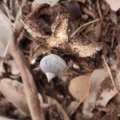 Geastrum tenuipes at Ainslie, ACT - 25 Aug 2024