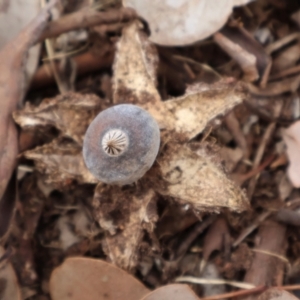 Geastrum tenuipes at Ainslie, ACT - 25 Aug 2024