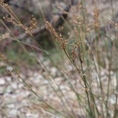 Juncus remotiflorus (Diffuse Rush) at Ainslie, ACT - 25 Aug 2024 by Clarel