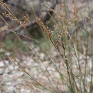 Juncus remotiflorus at Ainslie, ACT - 25 Aug 2024