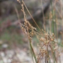 Juncus remotiflorus at Ainslie, ACT - 25 Aug 2024