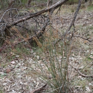 Juncus remotiflorus at Ainslie, ACT - 25 Aug 2024