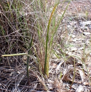 Calochilus platychilus at Cook, ACT - 21 Aug 2024