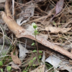 Stellaria media (Common Chickweed) at Ainslie, ACT - 25 Aug 2024 by Clarel