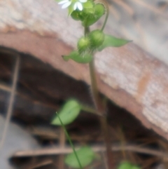 Stellaria media at Ainslie, ACT - 25 Aug 2024