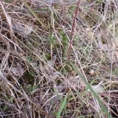 Thelymitra nuda (Scented Sun Orchid) at Cook, ACT - 21 Aug 2024 by CathB