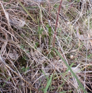 Thelymitra nuda at Cook, ACT - 21 Aug 2024