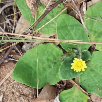 Cymbonotus sp. (preissianus or lawsonianus) (Bears Ears) at Ainslie, ACT - 25 Aug 2024 by Clarel