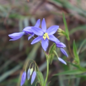 Stypandra glauca at Ainslie, ACT - 25 Aug 2024