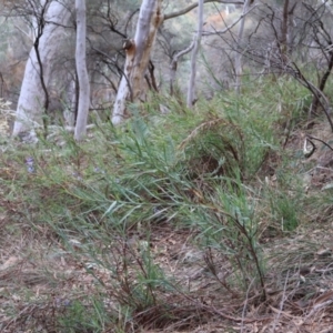 Stypandra glauca at Ainslie, ACT - 25 Aug 2024