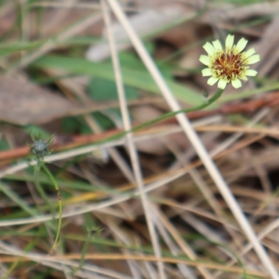 Tolpis barbata (Yellow Hawkweed) at Ainslie, ACT - 25 Aug 2024 by Clarel