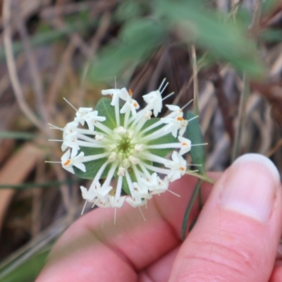 Pimelea linifolia subsp. linifolia (Queen of the Bush, Slender Rice-flower) at Ainslie, ACT - 25 Aug 2024 by Clarel