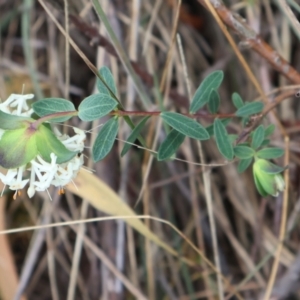 Pimelea linifolia subsp. linifolia at Ainslie, ACT - 25 Aug 2024 12:35 PM