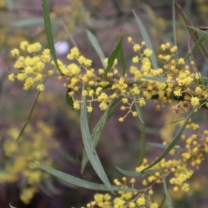 Acacia rubida at Campbell, ACT - 25 Aug 2024 12:41 PM