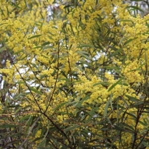 Acacia rubida at Campbell, ACT - 25 Aug 2024 12:41 PM