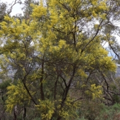 Acacia rubida at Campbell, ACT - 25 Aug 2024